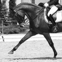 Northeast Equine Veterinary Dental Services, LLC ico