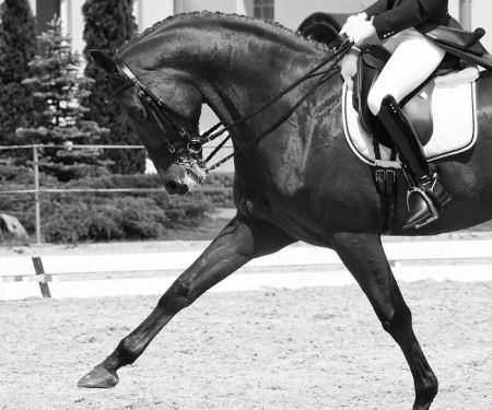 Northeast Equine Veterinary Dental Services, LLC