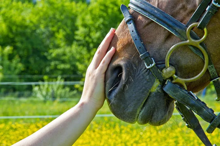 Northeast Equine Veterinary Dental Services, LLC Picture 2
