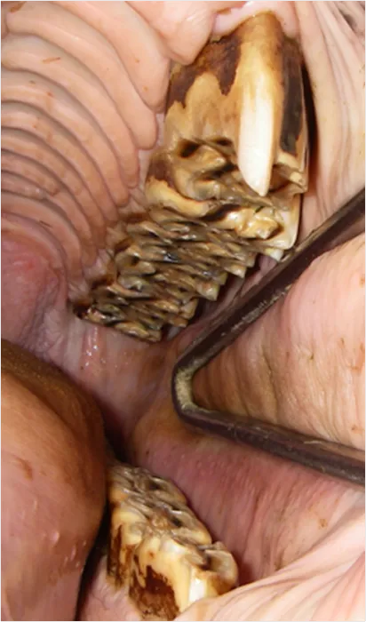 Northeast Equine Veterinary Dental Services, LLC Picture 9
