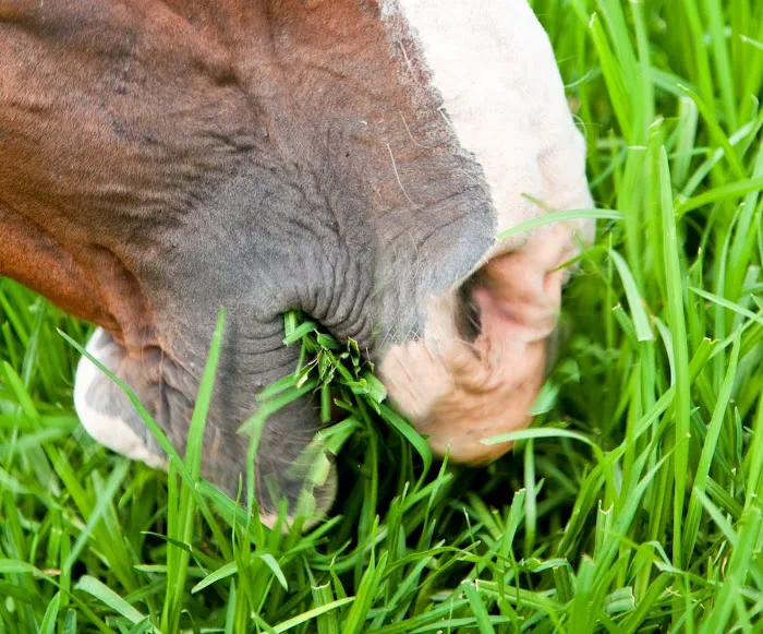 Northeast Equine Veterinary Dental Services, LLC Picture 8