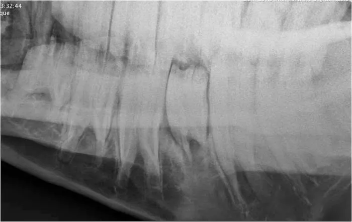 Northeast Equine Veterinary Dental Services, LLC Picture 5
