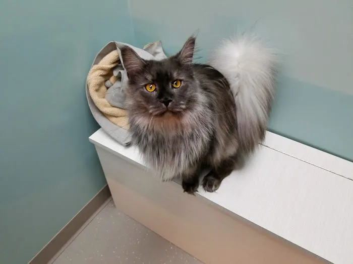Friendly Animal Clinic: Tina Becker DVM Picture 5