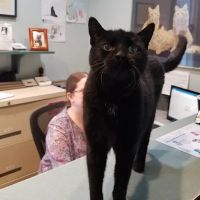 Friendly Animal Clinic: Tina Becker DVM ico