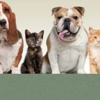 Friendly Animal Clinic ico