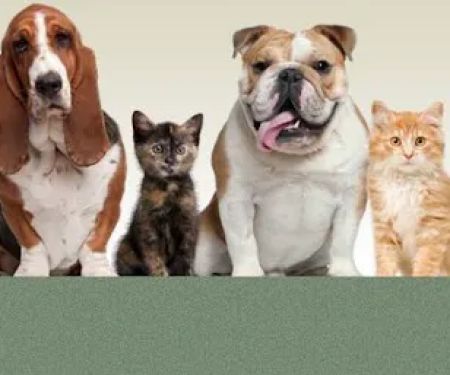 Friendly Animal Clinic