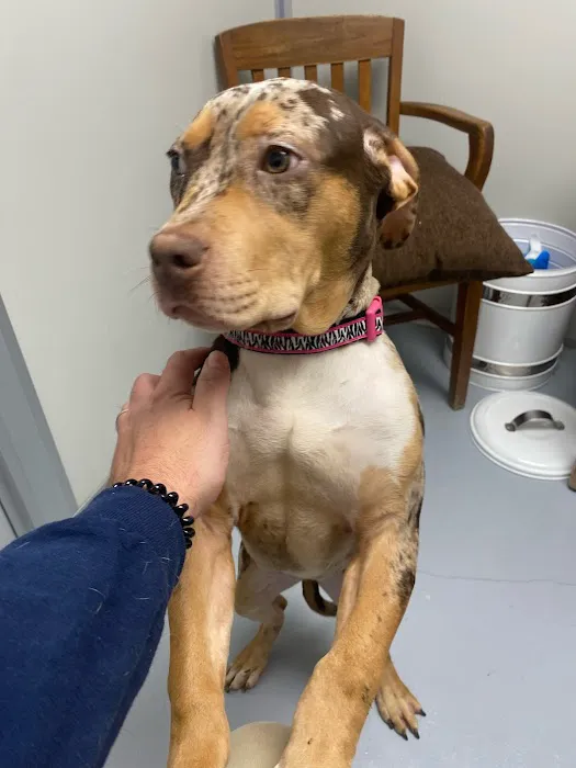 Friendly Animal Clinic Picture 8