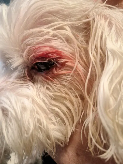 Guilford College Animal Hospital Picture 8