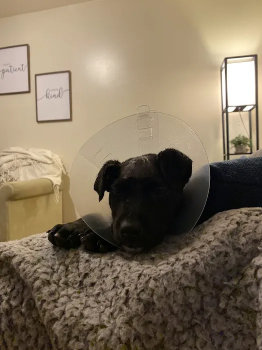 After Hours Veterinary Emergency Clinic, PA Picture 8