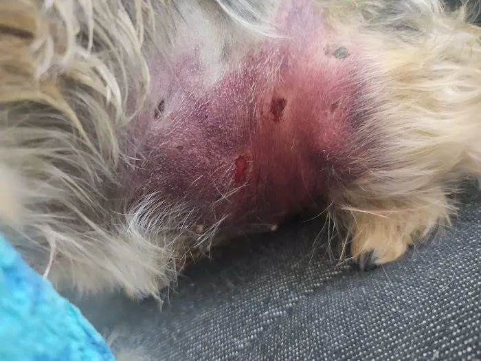 After Hours Veterinary Emergency Clinic, PA Picture 3