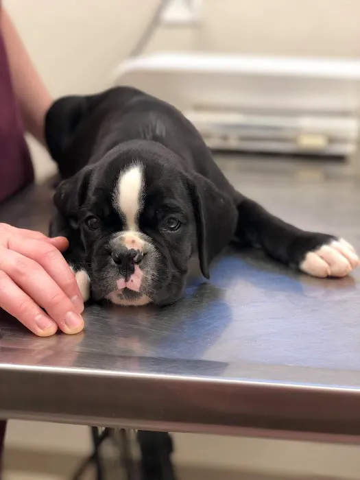 Grandview Animal Hospital Picture 4