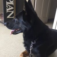 COUNTRYSIDE VET HOSPITAL & PET INN ico