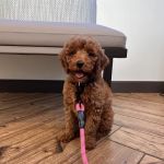 Shallowford Animal Hospital