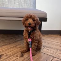 Shallowford Animal Hospital ico