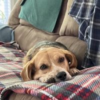 Animal Hospital of Lewisville ico