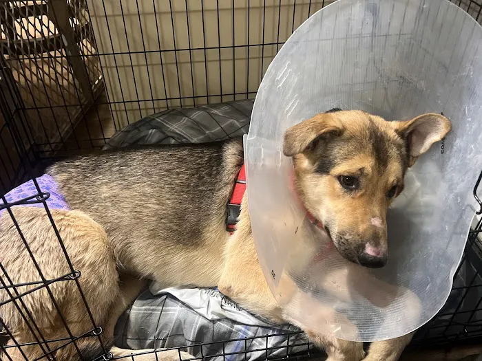 Animal Hospital of Lewisville Picture 4
