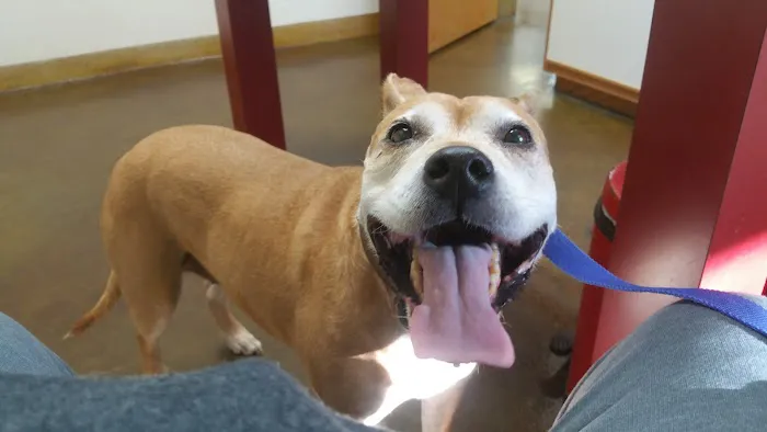 Harmony Heights Animal Hospital Picture 2