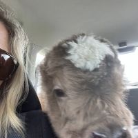 Healing Springs Large Animals ico