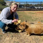 Wythe Animal Wellness Community Veterinary Care, Inc.