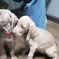 Tipton Ridge Veterinary Center ico
