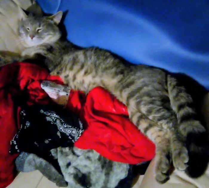 Ginstone Spay Neuter and Wellness Clinic Picture 2