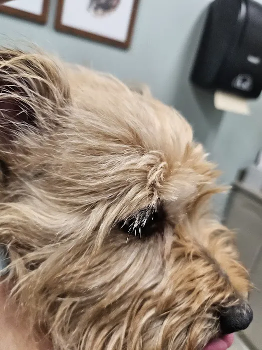 Glade Creek Animal Hospital, PLLC Picture 8