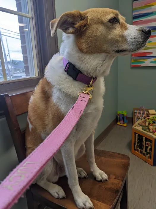 Glade Creek Animal Hospital, PLLC Picture 7