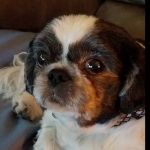 Glade Creek Animal Hospital, PLLC