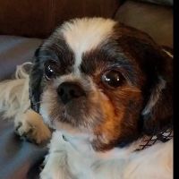 Glade Creek Animal Hospital, PLLC ico