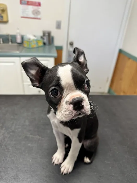 Twin Oaks Veterinary Hospital Picture 9