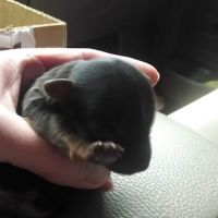Twin Oaks Veterinary Hospital ico