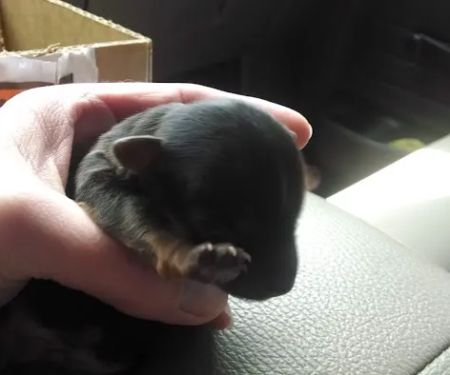 Twin Oaks Veterinary Hospital