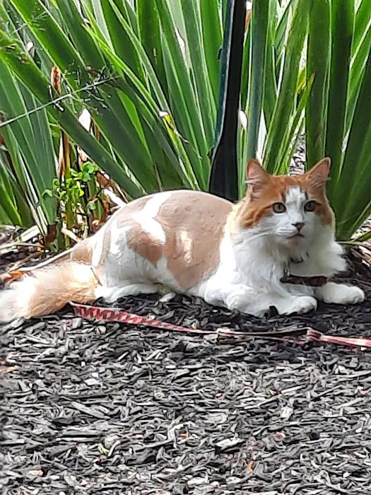 Twin Oaks Veterinary Hospital Picture 10