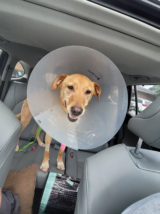 Carolina Veterinary Specialists Winston-Salem Picture 6