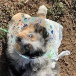 Carolina Veterinary Specialists Winston-Salem