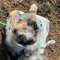 Carolina Veterinary Specialists Winston-Salem ico