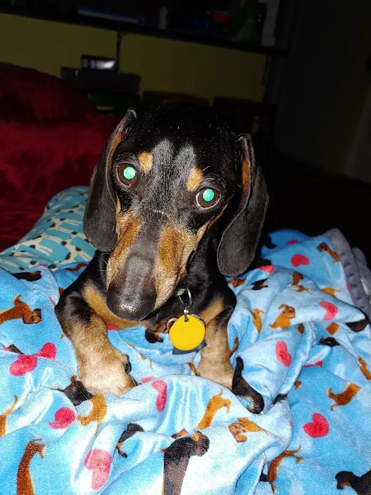 Carolina Veterinary Specialists Winston-Salem Picture 4