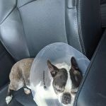 Animal Emergency & Trauma Center: Skeen Todd DVM