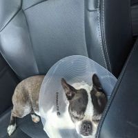 Animal Emergency & Trauma Center: Skeen Todd DVM ico