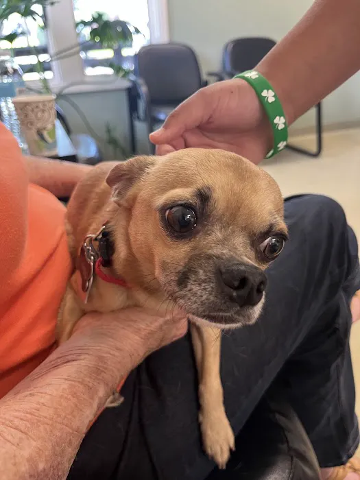 Animal Emergency & Trauma Center: Skeen Todd DVM Picture 2