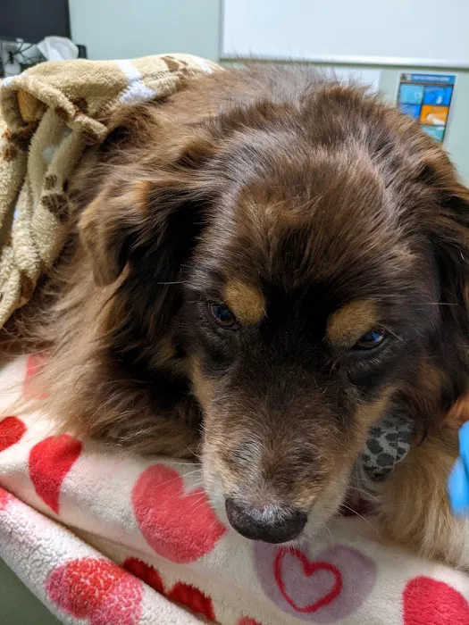 Animal Emergency & Trauma Center: Skeen Todd DVM Picture 4