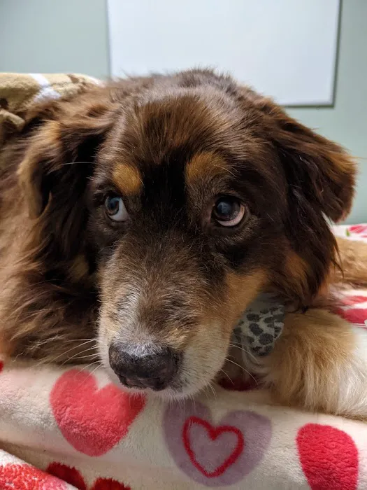 Animal Emergency & Trauma Center: Skeen Todd DVM Picture 7