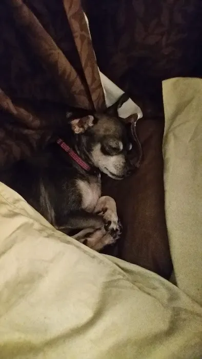 Banfield Pet Hospital Picture 8