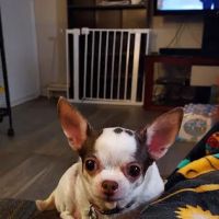 Banfield Pet Hospital ico