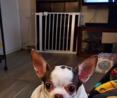 Banfield Pet Hospital