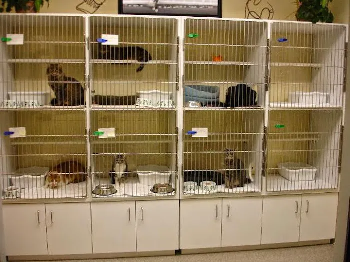 River Ridge Veterinary Hospital Picture 3