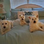 River Ridge Veterinary Hospital
