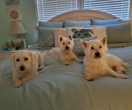 River Ridge Veterinary Hospital