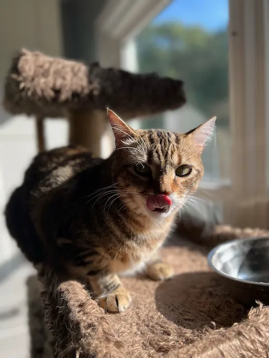Companion Animal Veterinary Services, Inc. Picture 1