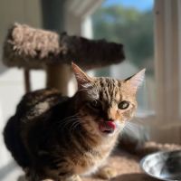 Companion Animal Veterinary Services, Inc. ico